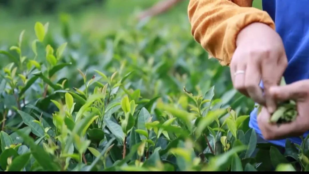 微信图片_20220324084635.jpg V体育